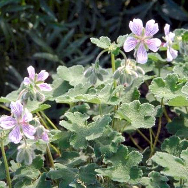 Blüte einer Storchschnabel Pflanze mit Blättern