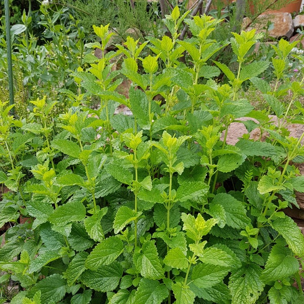 Swiss Outdoor Ausstellfenster für Wohnwagen oder Wohnmobil