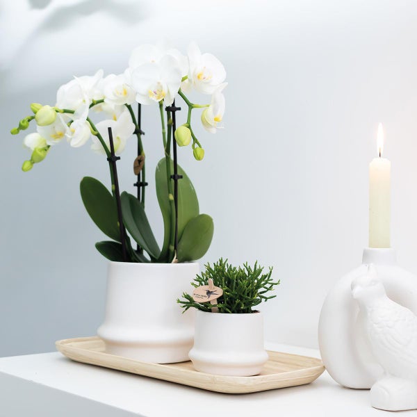 Kolibri Orchids COMBI DEAL von 2 weißen Phalaenopsis Orchideen Amabilis Topfgröße 9cm blühende Zimmerpflanze frisch vom Züchter