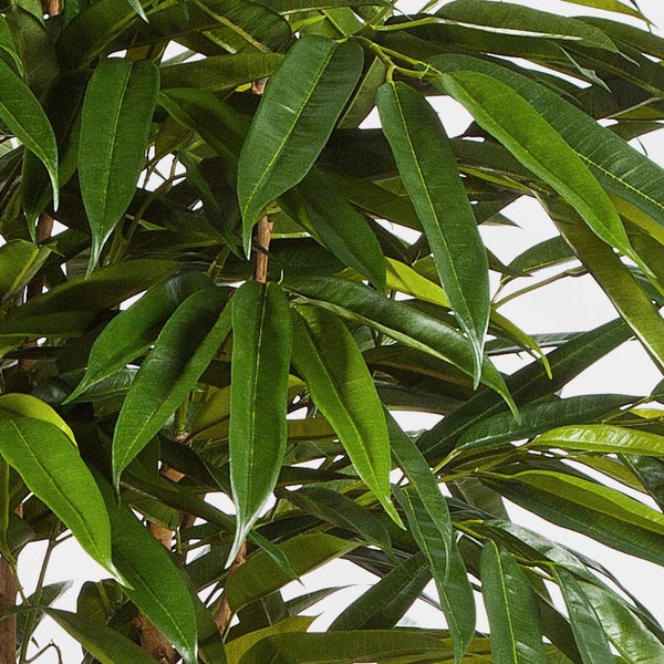 Künstliche Korbmarante Calathea Kunstpflanze mit gemusterten Blättern.