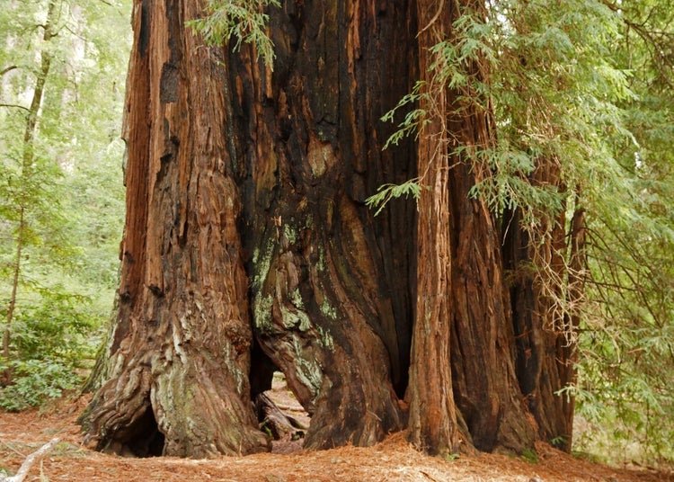 SAFLAX Garden to go - Küsten - Mammutbaum - Sequoia sempervirens - 50 Samen - Mit Topf, Klima - Deckel und Anzuchtsubstrat