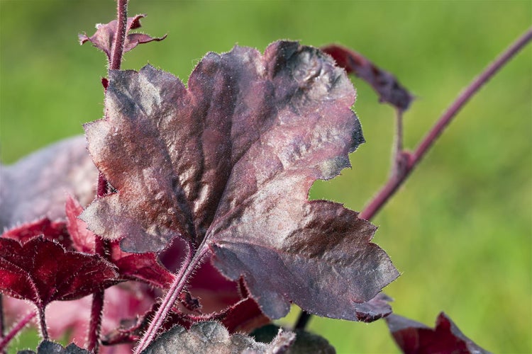 Heuchera micrantha 'Midnight Rose', Purpurglöckchen, rosa, 2 Liter Topf