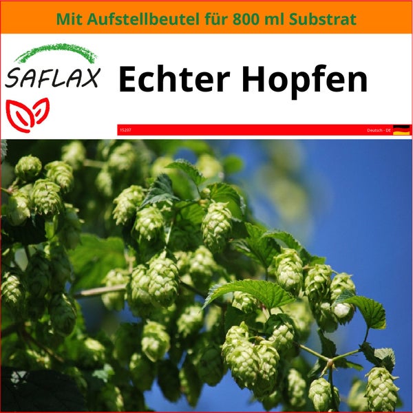 SAFLAX Garden in the bag - Echter Hopfen - Humulus lupulus - 50 Samen - Mit Anzuchtsubstrat im praktischen, selbst aufstellenden Beutel