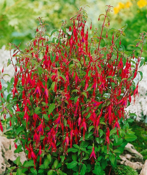 Fuchsia magellanica 'Riccartonii', winterhart, rot-violett, 30–40 cm