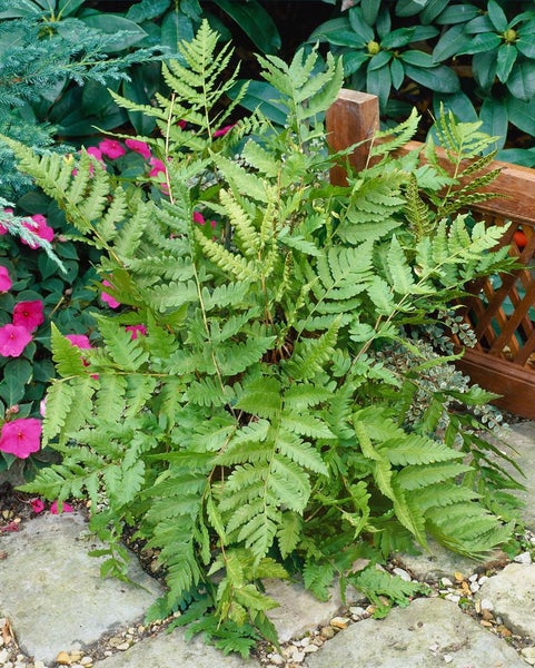 Dryopteris goldiana, Goldschuppenfarn, ca. 9x9 cm Topf