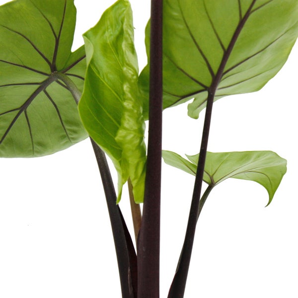 Alocasia Black Cobra - Schwarze Kobra - Elefantenohr - Pfeilblatt - 14cm Topf