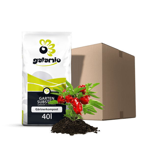 Galamio Gärtnerkompost 40 Liter Sack mit einer Chilipflanze und einem Versandkarton.