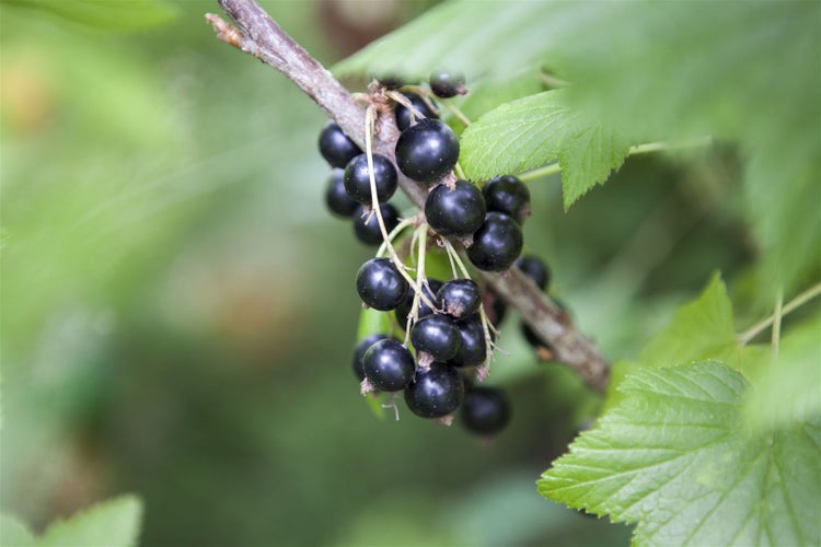 Ribes nigrum 'Ben Sarek', Schwarze Johannisbeere, 40–60 cm