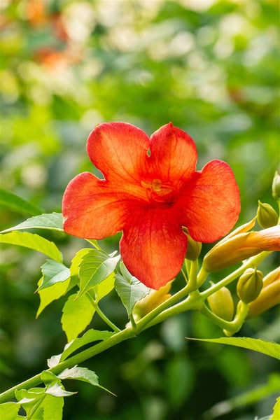 Campsis tagliabuana 'Madame Galen', Trompetenblume, orange, 40–60 cm
