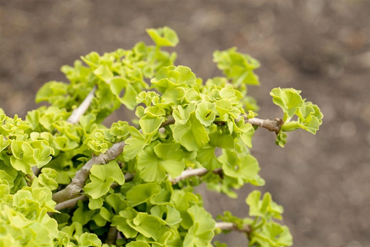 Ginkgo biloba, Fächerblattbaum, 40–60 cm, winterhart