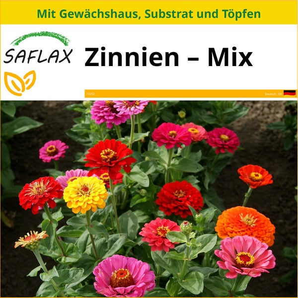 SAFLAX Anzucht Set - Zinnien – Mix - Zinnia elegans - 50 Samen - Mit Mini-Gewächshaus, Anzuchtsubstrat und 2 Töpfen