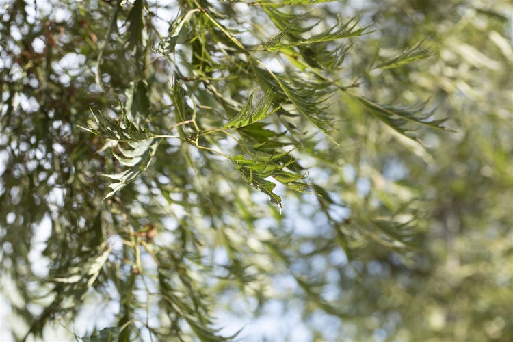 Alnus glutinosa 'Imperialis', Schwarzerle, 80 cm Stammhöhe