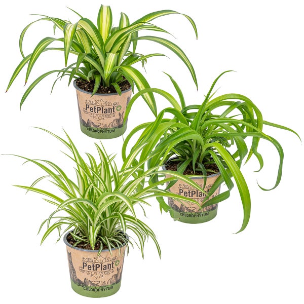 Bloomique - 3er-Set Chlorophytum - Variegatum, Green | HORNBACH