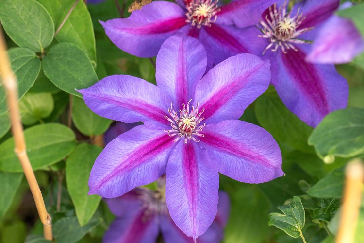 Clematis Hybride 'Mrs.N.Thompson', großblumig, 60–100 cm
