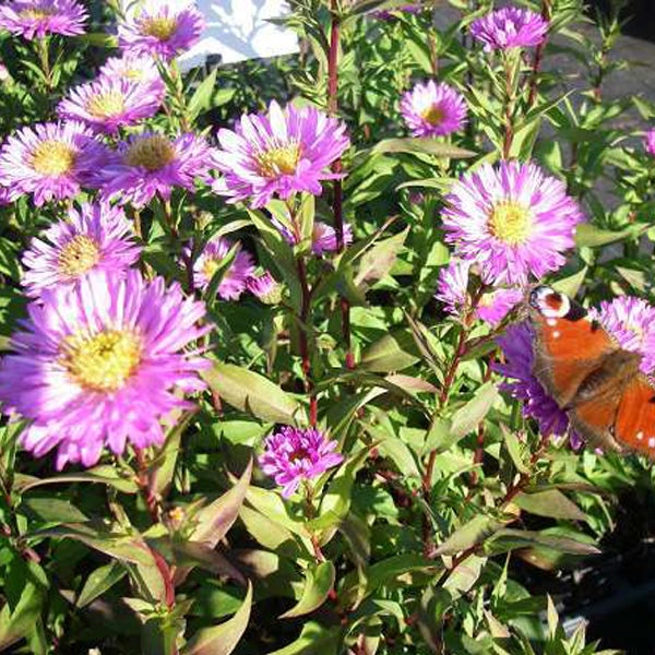Nahaufnahme von violetten Asternblüten mit einem Schmetterling