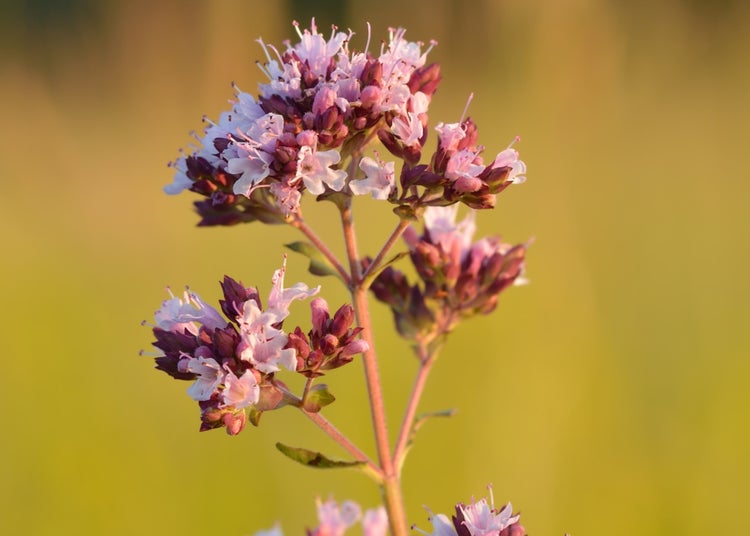 SAFLAX Garden to go - Griechischer Oregano - Origanum vulgare supsp. Hirtum - 600 Samen - Mit Topf, Klima - Deckel und Anzuchtsubstrat