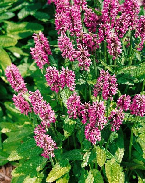 Stachys officinalis, Betonie, ca. 9x9 cm Topf, grünlaubig