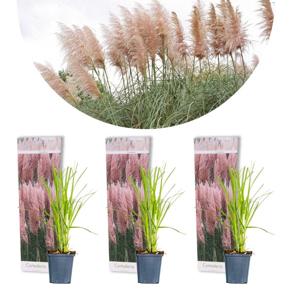 Bloomique - 3er-Set - Cortaderia Rosea - Rosa Pampasgras - Ziergras - Winterhart - Höhe 20-30 cm - Topf 9 cm