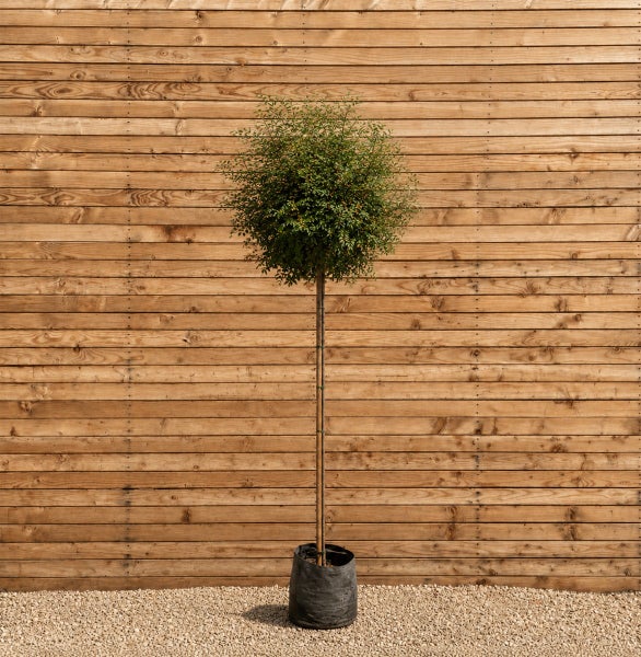 Hochstamm Baum mit einer runden Baumkrone in einem Pflanzcontainer vor einer Holzlattenwand.
