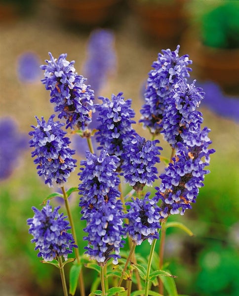 Blühende Nepeta Pflanze im Garten.