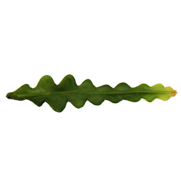 Epiphyllum anguliger - Krokodilschwanz-Kaktus, 9cm