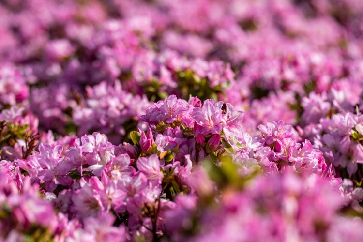 Nahaufnahme eines Feldes blühender Rhododendren