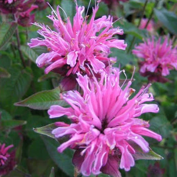 Nahaufnahme von rosa Monarda-Blüten
