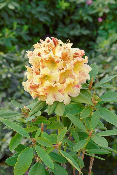 Rhododendron Hybr. 'Bernstein', gelb-orange, 30–40 cm
