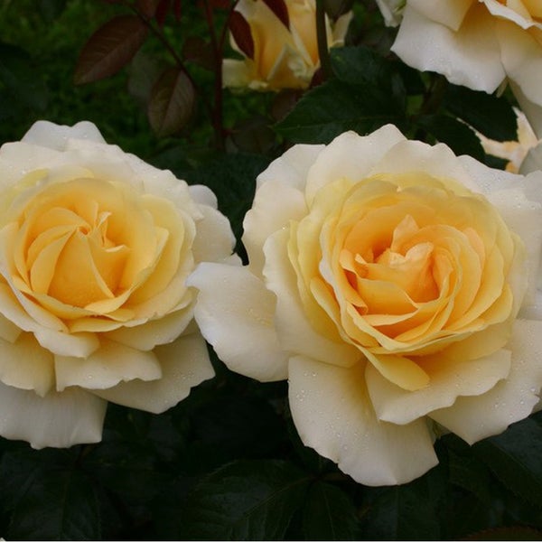 Nahaufnahme von zwei gelben Rosenblüten