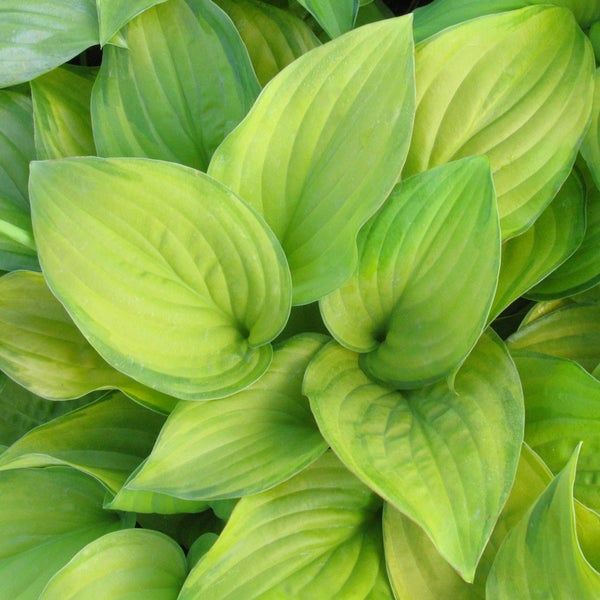 Nahaufnahme von Hosta Blättern