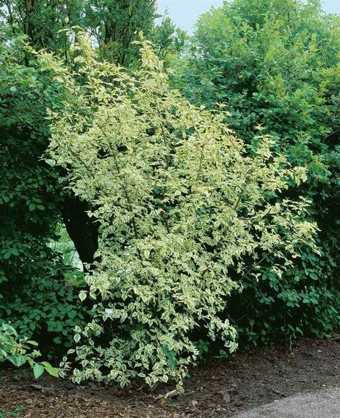 Cornus mas, Kornelkirsche, gelbe Blüten, 60–100 cm