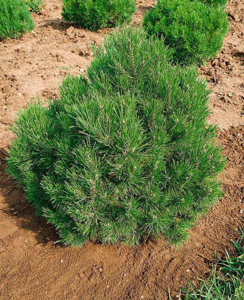 Pinus mugo 'Allgäu', Bergkiefer, kompakt, 20–25 cm
