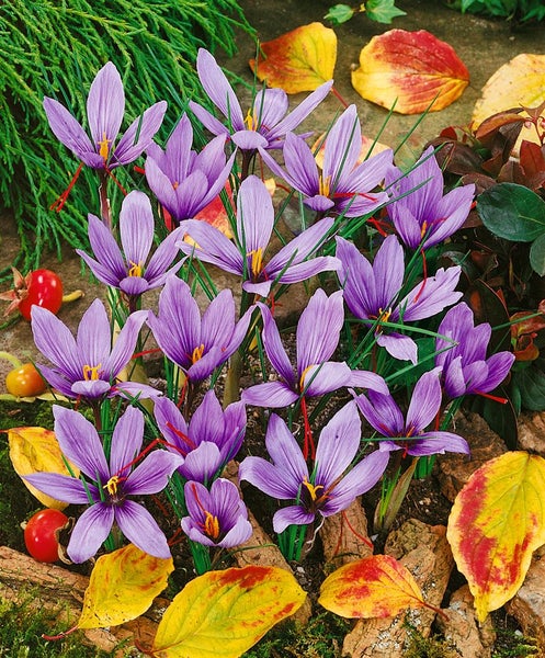 Crocus sativus, Safrankrokus, violett, ca. 9x9 cm Topf