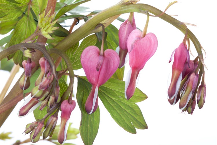 Dicentra spectabilis, Tränendes Herz, rosa, ca. 9x9 cm Topf