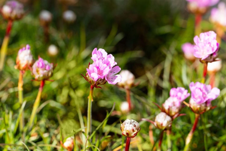 Armeria juniperifolia 'Röschen', Grasnelke, rosa, ca. 9x9 cm Topf