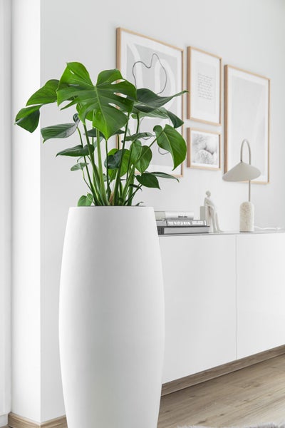 Hoher weißer Pflanzkübel mit einer Monstera-Pflanze in einem hellen, minimalistisch eingerichteten Raum mit weißem Sideboard.
