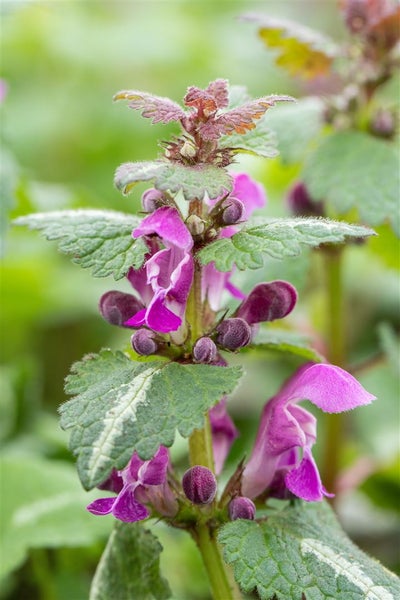 Lamium maculatum 'Chequers', Gefleckte Taubnessel, rosa, ca. 9x9 cm Topf