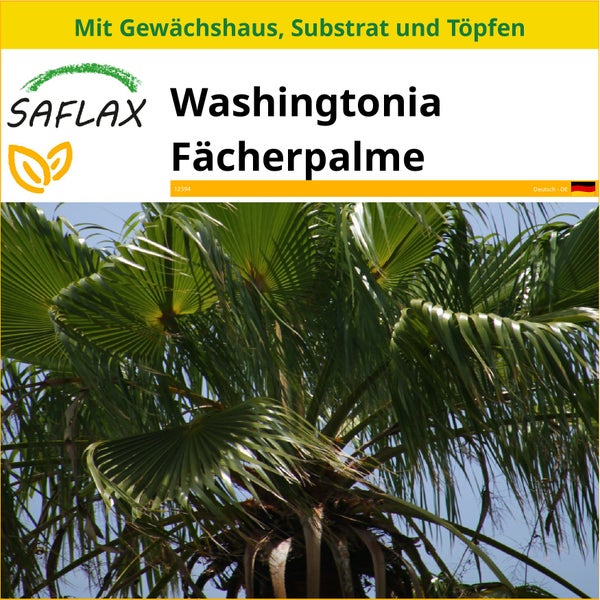 SAFLAX Anzucht Set - Washingtonia Fächerpalme - Washingtonia robusta - 12 Samen - Mit Mini-Gewächshaus, Anzuchtsubstrat und 2 Töpfen