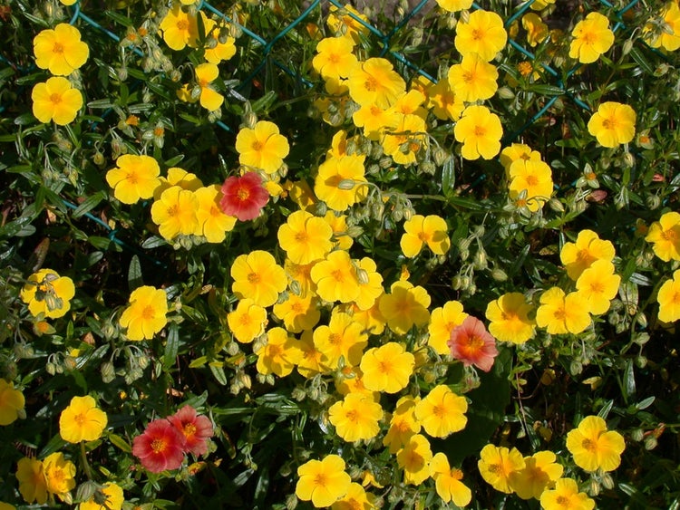 Helianthemum x cult., Sonnenröschen, gelb, ca. 9x9 cm Topf