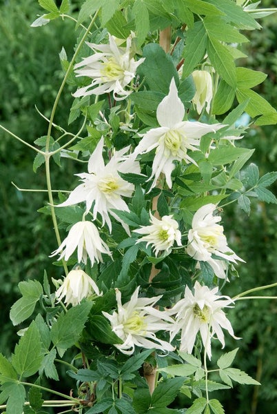 Clematis alpina 'Albina Plena', Alpen-Waldrebe, weiß, 60–100 cm