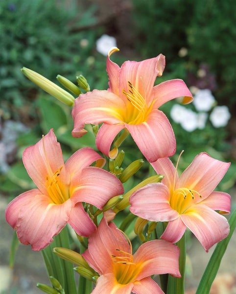 Hemerocallis x cult. 'Luxury Lace', Taglilie, rosa, ca. 9x9 cm Topf