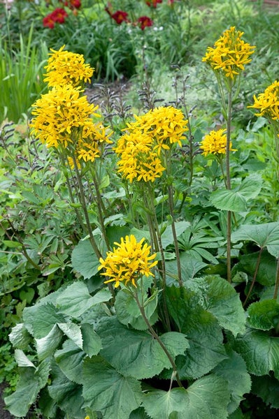 Gruppe von Zungen-Löwenmäulchen-Pflanzen im Garten