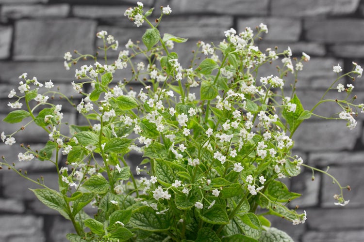 Brunnera macrophylla 'Mr Morse', Kaukasusvergissmeinnicht, weiß, ca. 11x11 cm Topf