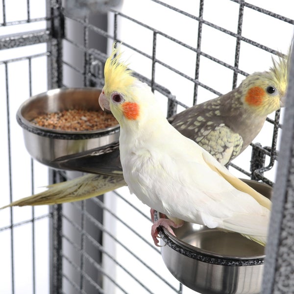 Zwei Nymphensittiche sitzen in einem Vogelkäfig mit Edelstahlnäpfen