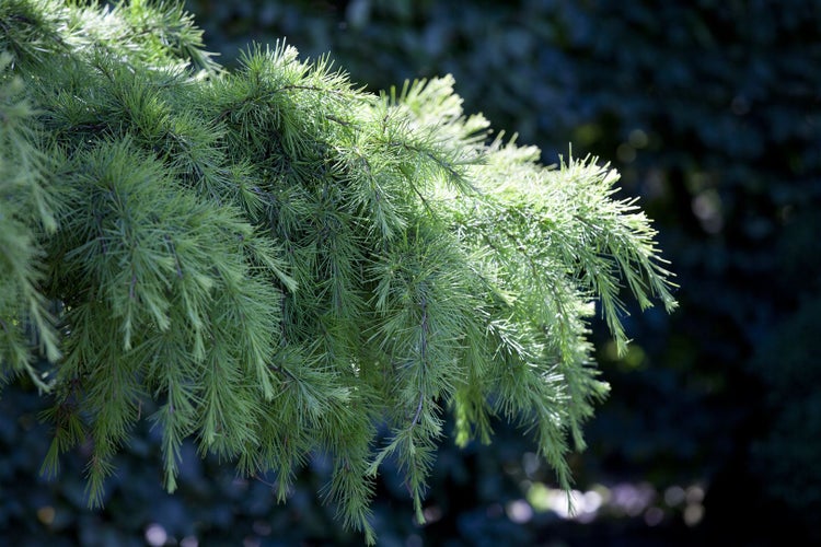 Cedrus deodara, Himalaya-Zeder, 40–60 cm