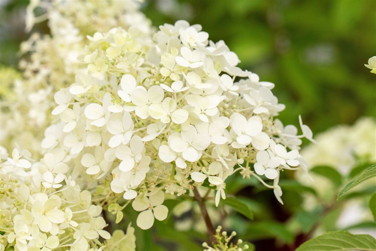 Rispenhortensie mit weißen Blüten