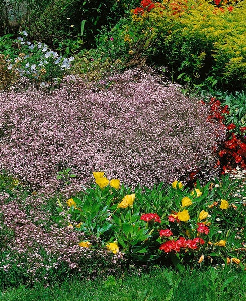 Gypsophila repens 'Rosenschleier', Schleierkraut, rosa, ca. 9x9 cm Topf