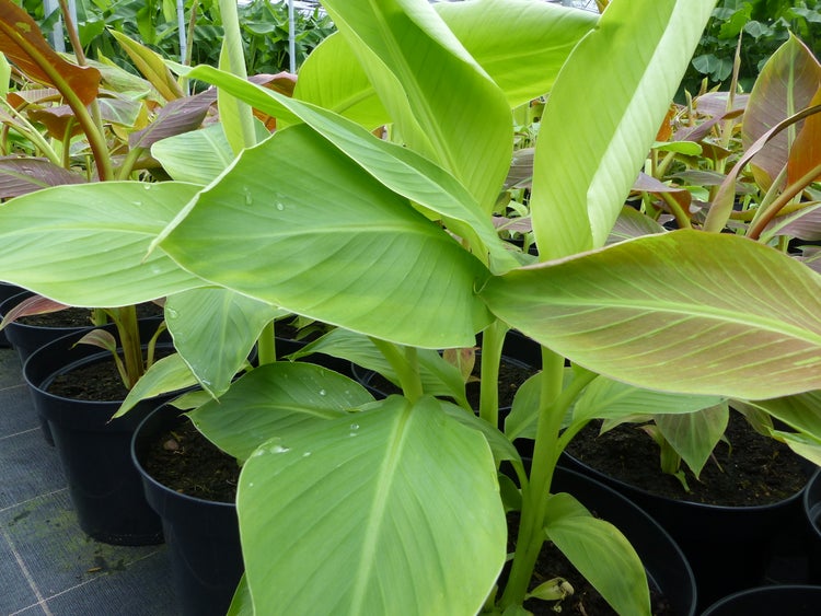 Bananenstaude Banane Musa-acuminata-Siam-Ruby, Banane 80 - 100 cm, Banane, Staude