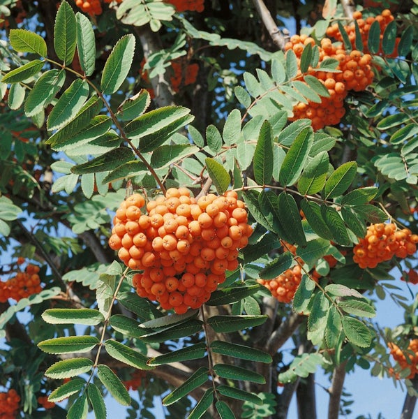 Sorbus aucuparia, Vogelbeere, 60–100 cm, robust und winterhart