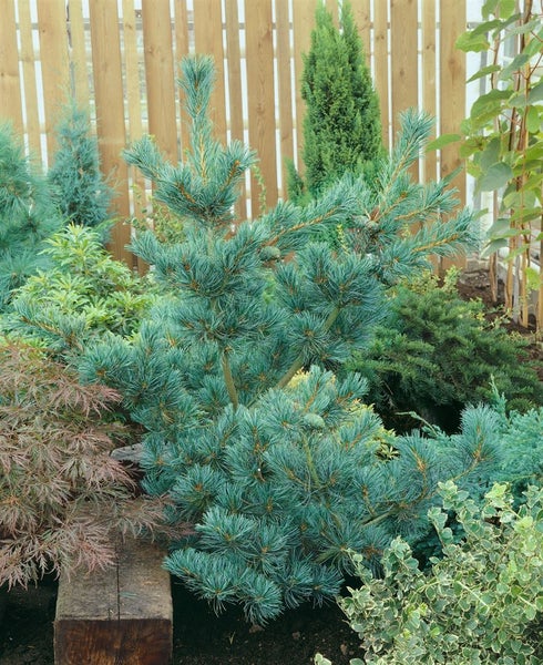 Pinus parviflora 'Tempelhof', Kiefer, 25–30 cm